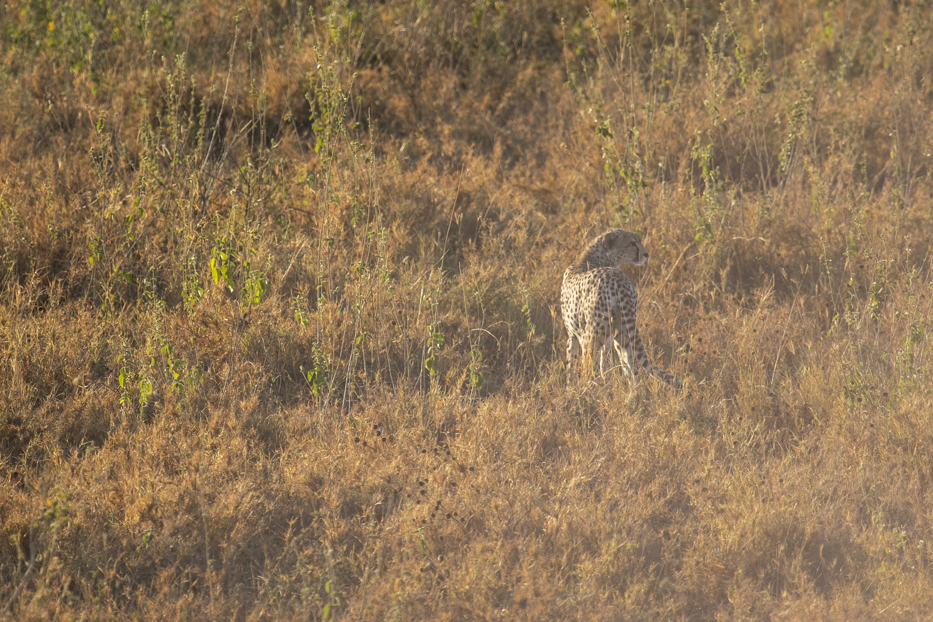 Ngorongoro Lodge member of Melia Collection 49/57