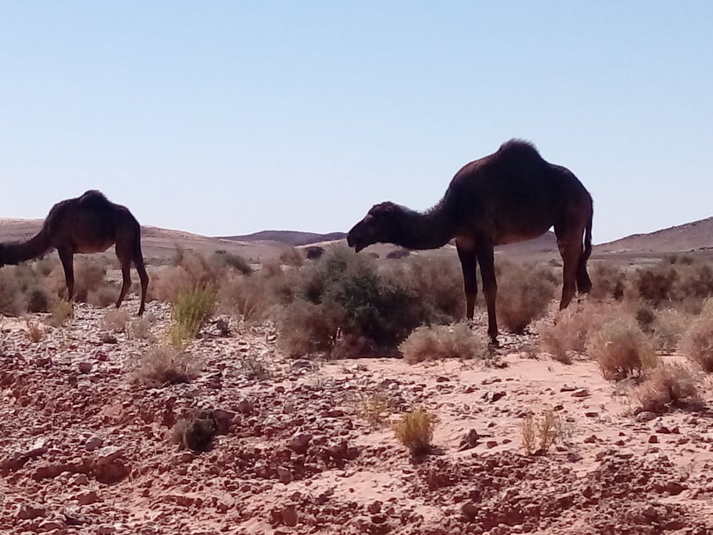 LA VALLEE DES DUNES 17/60