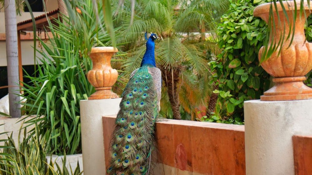 Hotel Palacio Maya 11/83