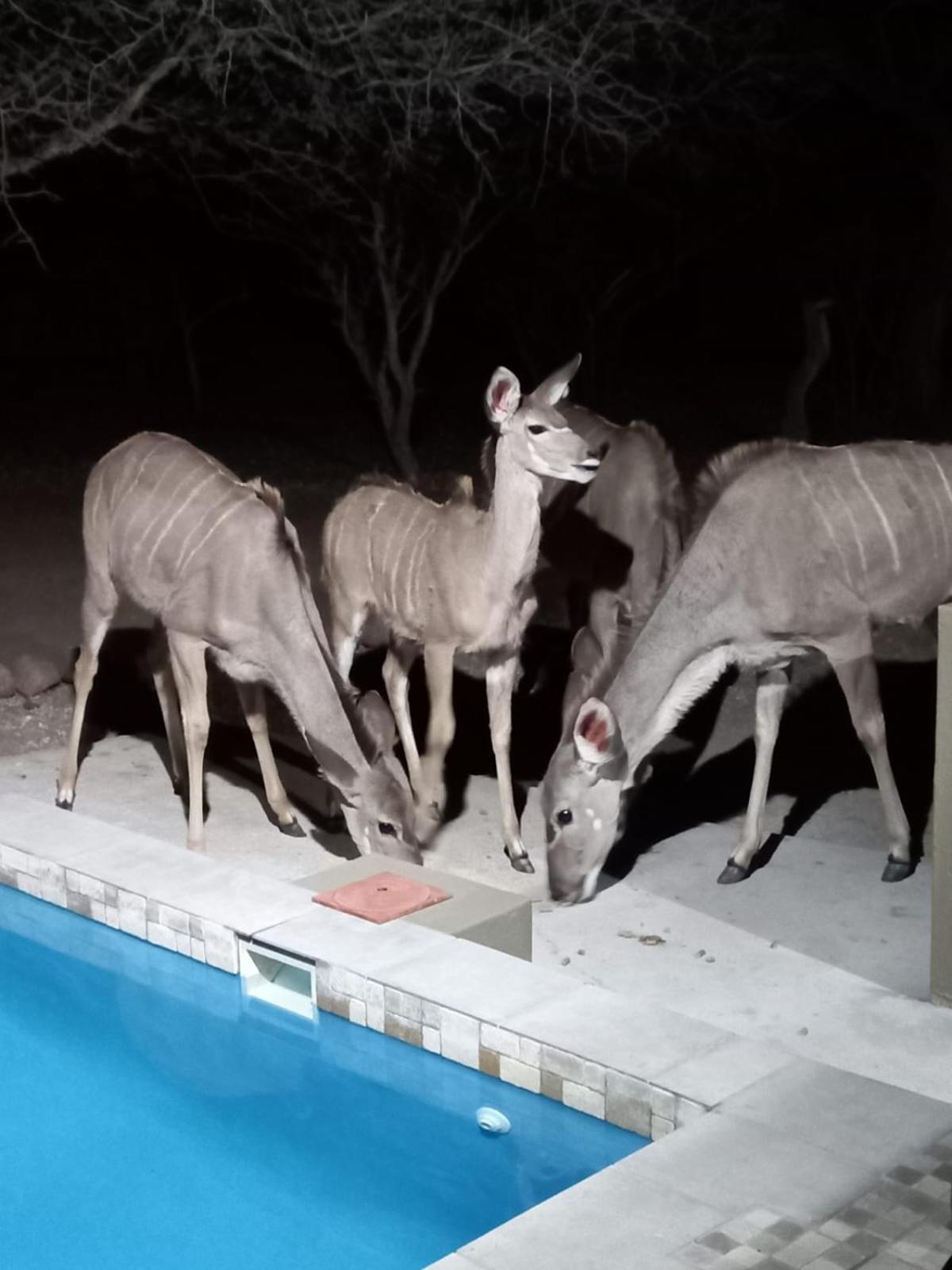 Kudus Crest Bush Retreat [VR] 26/33