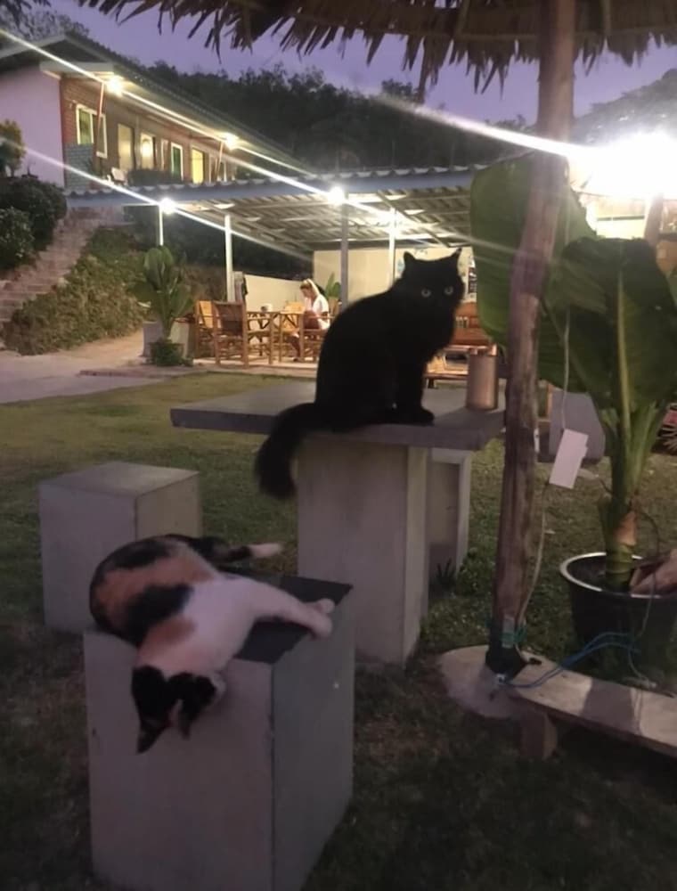 Cat Bungalow 9/66
