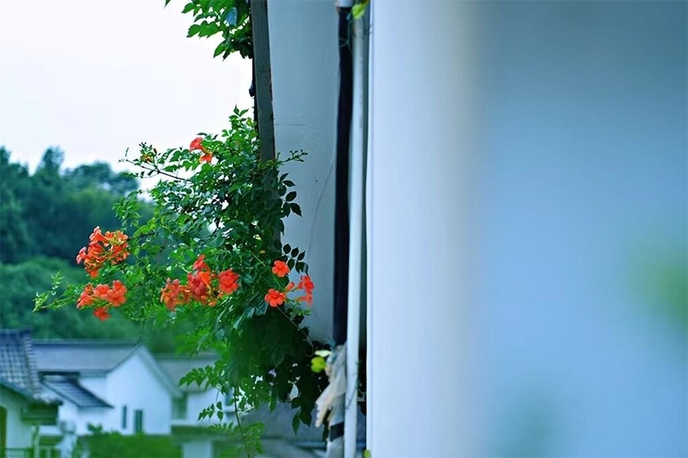 Xihu Memories Tree Hotel 40/50