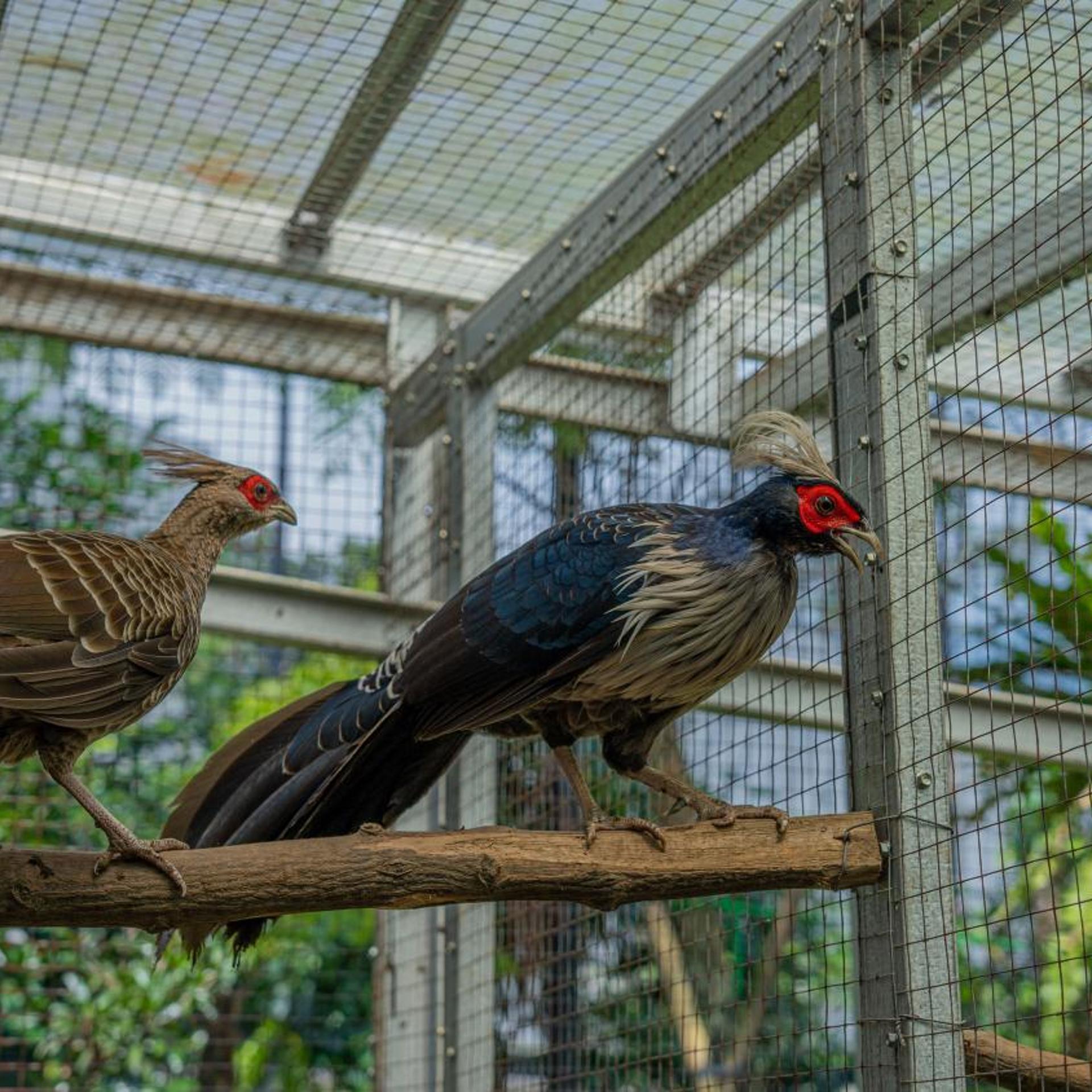 Leuweung Geledegan Ecolodge 26/51