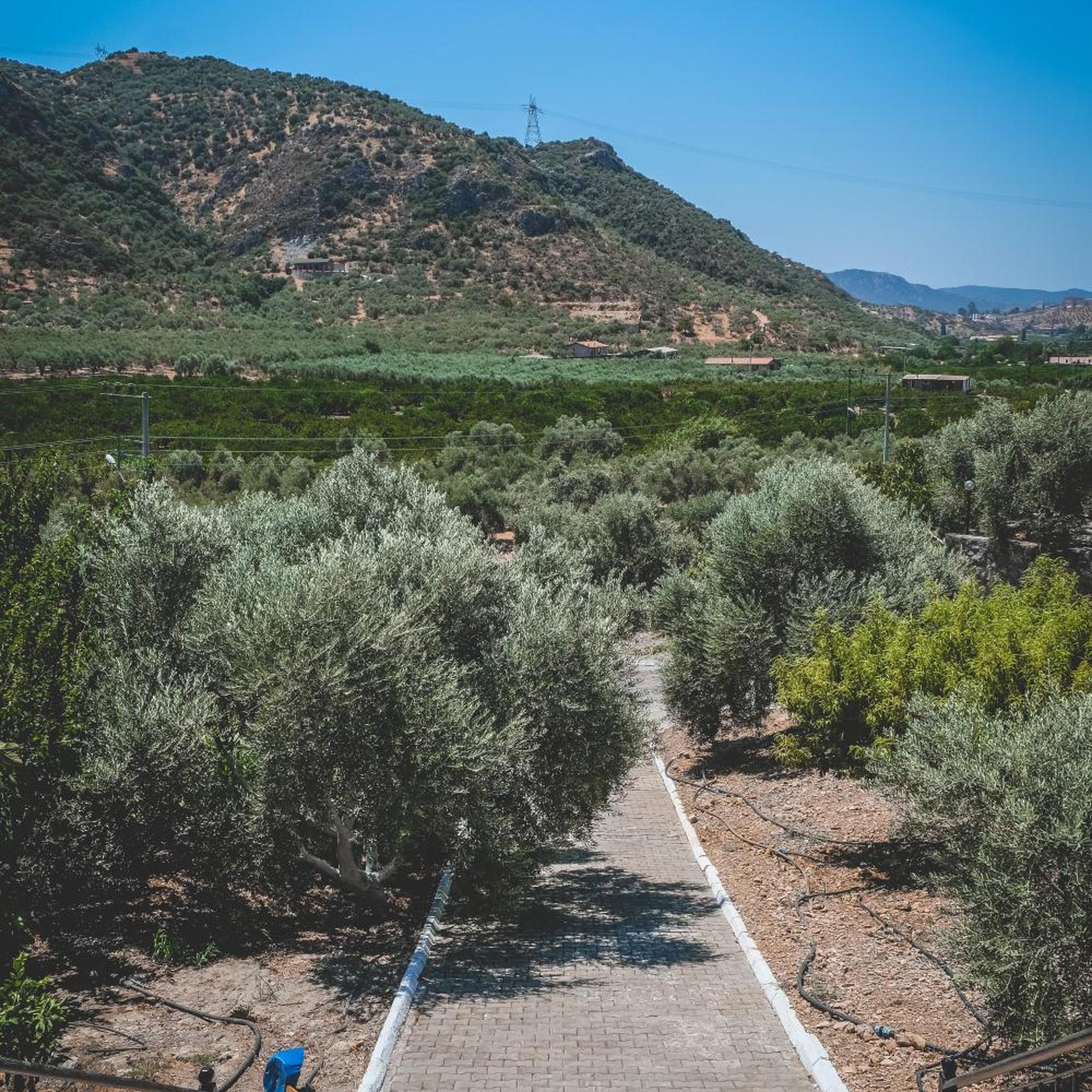 Natureland Efes Pension 28/56