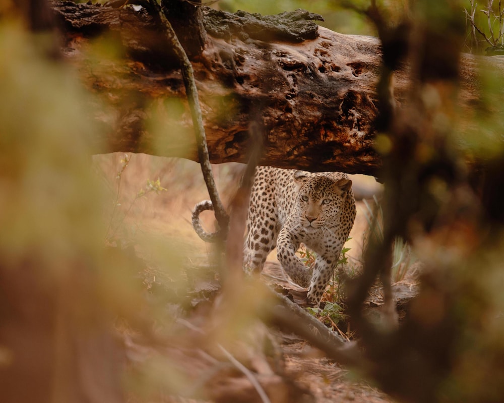 Belmond Safaris 9/49