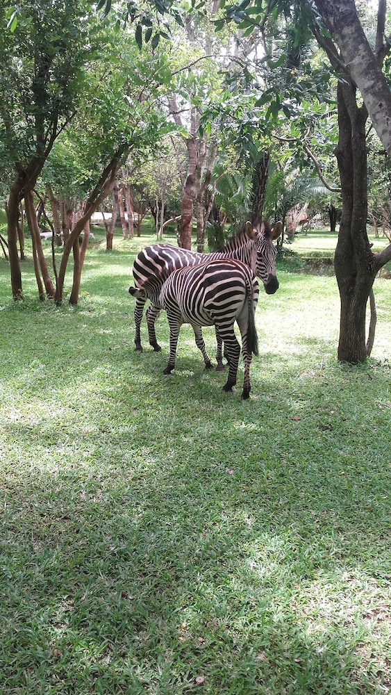 Kaazmein Lodge 18/27