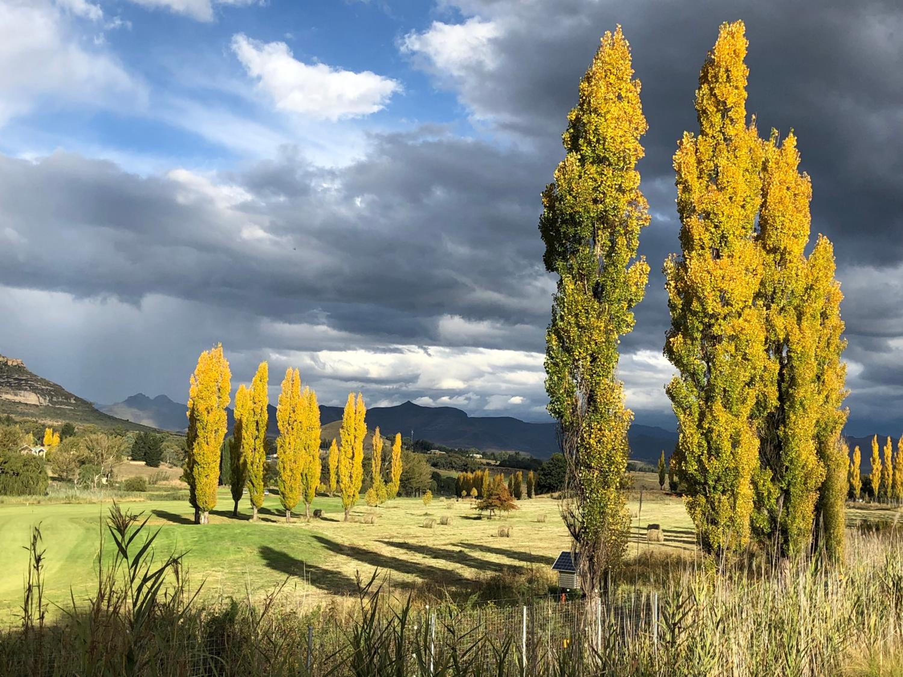 Birchwood A & B @ Clarens 11/14