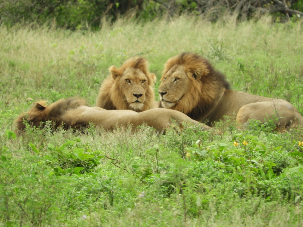 Rhino Ridge Safari Lodge 35/50