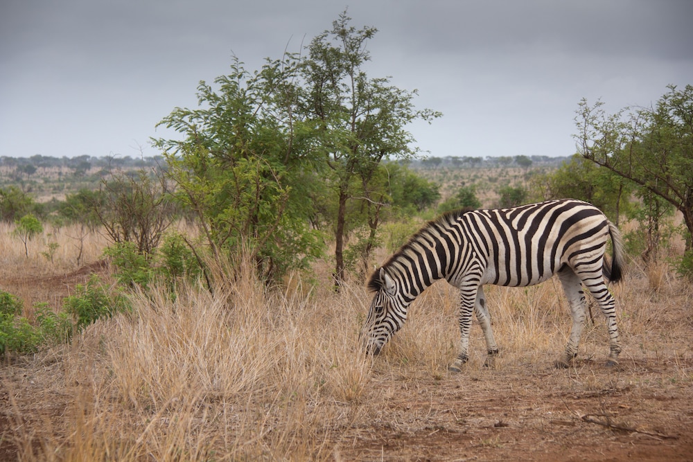 Mvuradona Safari Lodge 37/50