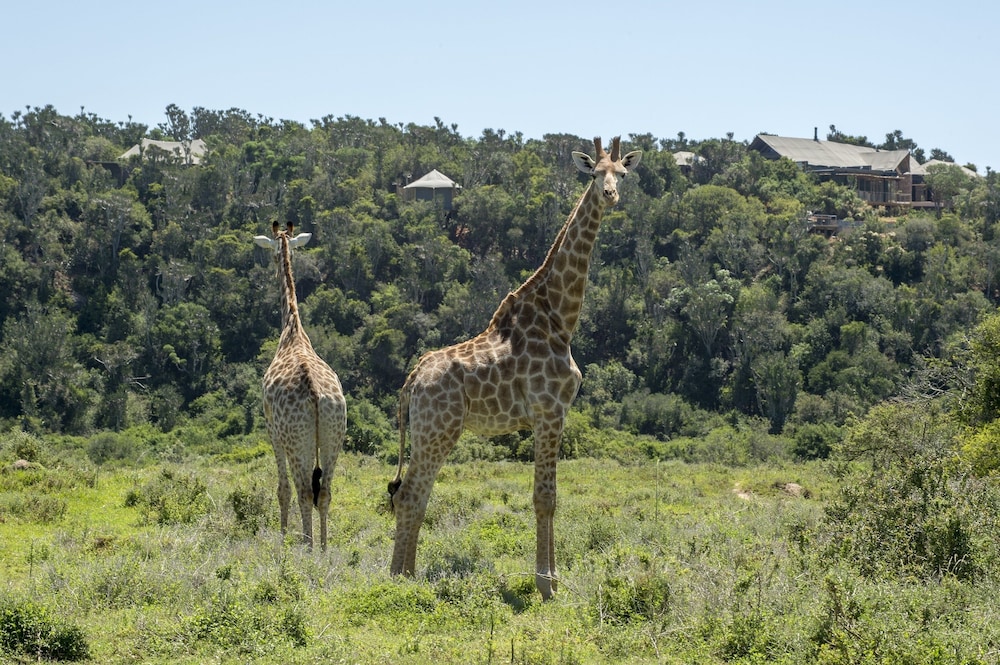 Kariega Game Reserve-Settlers Drift 23/45