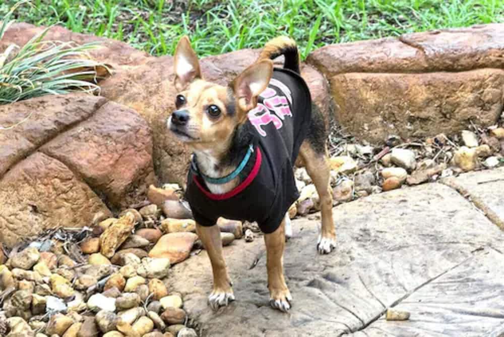 Richard s Pet Friendly Motel 34/41
