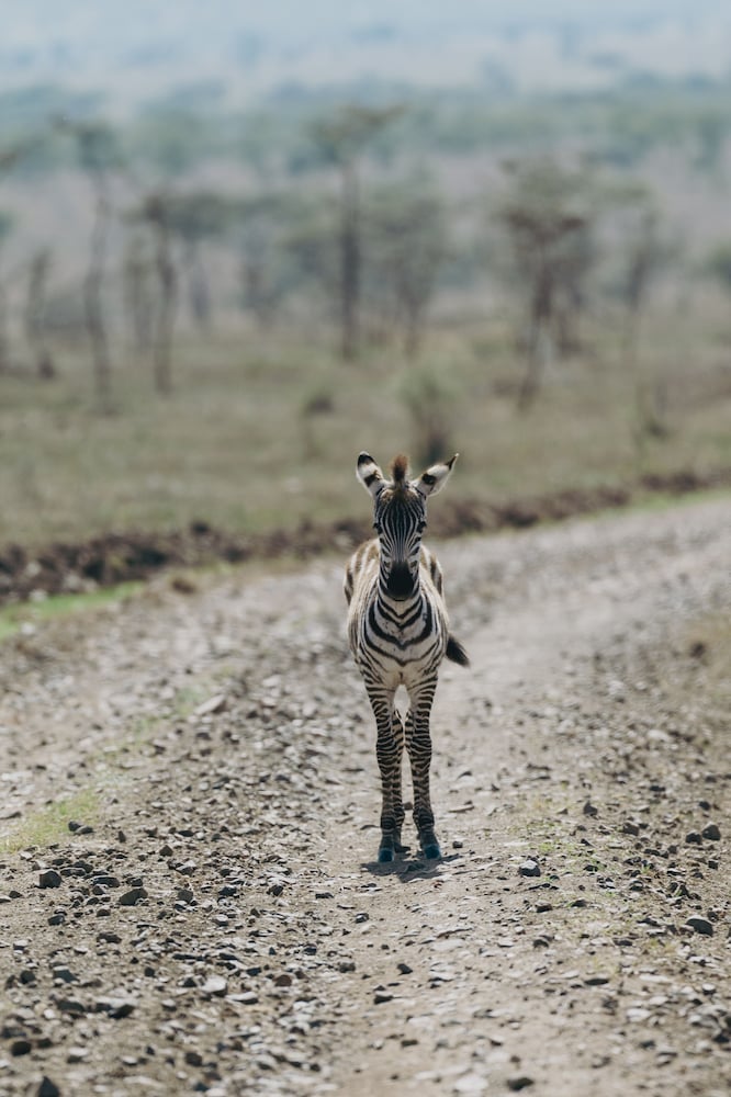 Melia Serengeti Lodge Member of Melia Collection 44/50