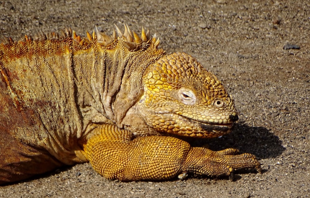 Galapagos Chalet 53/57