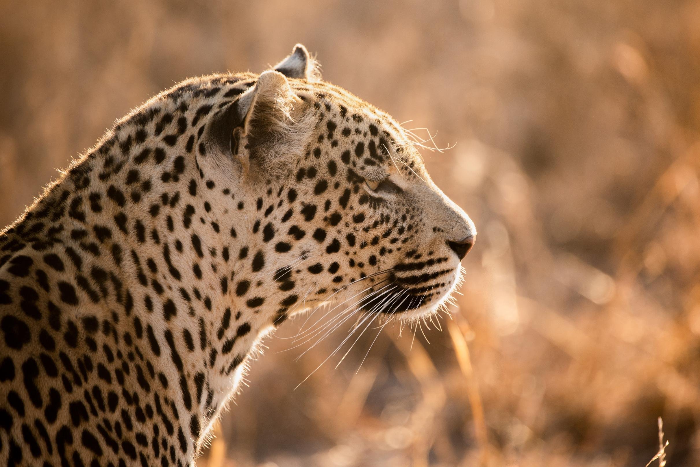 Cheetah Plains Private Game Reserve 25/96