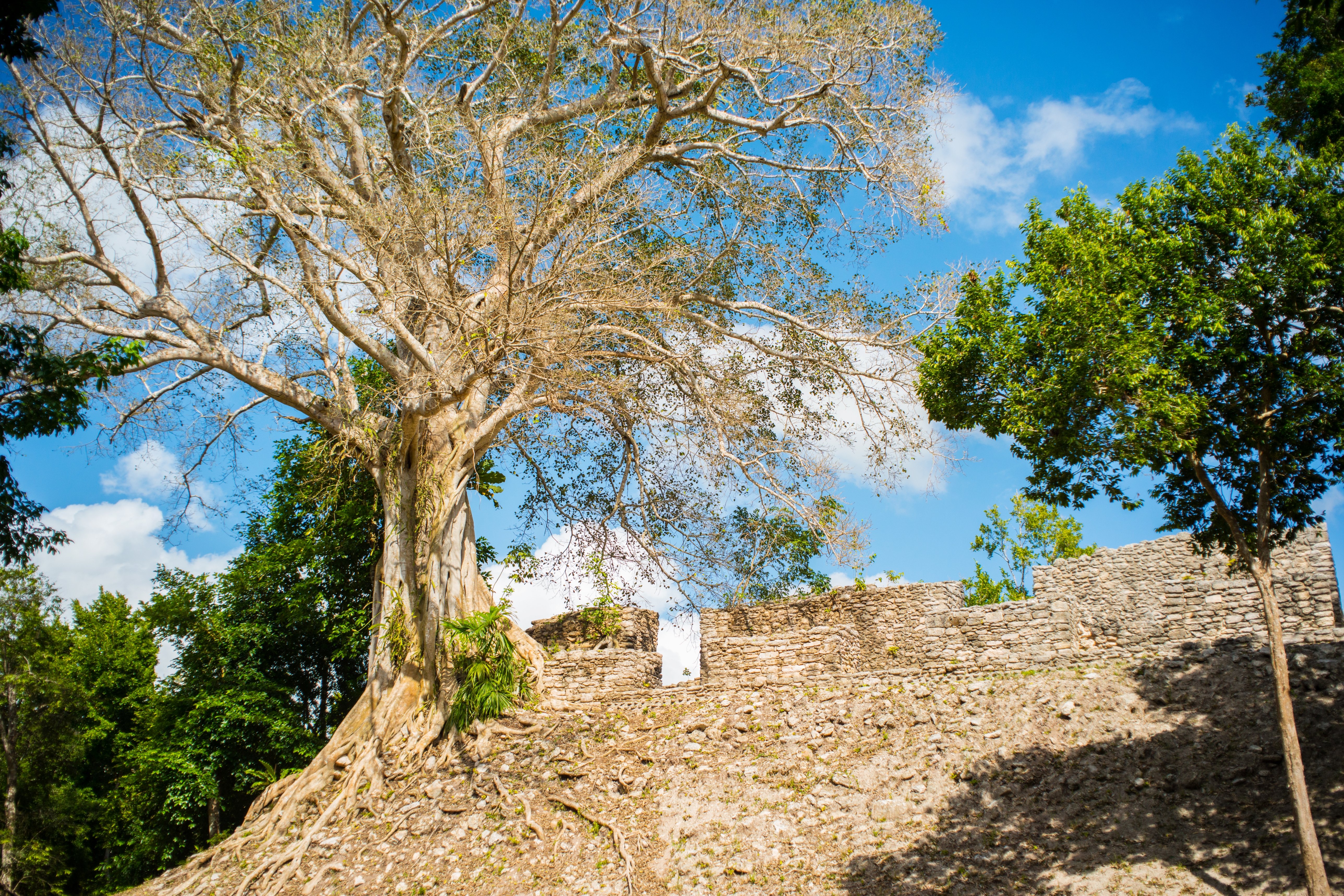 The Explorean Selva Maya Kohunlich 38/50