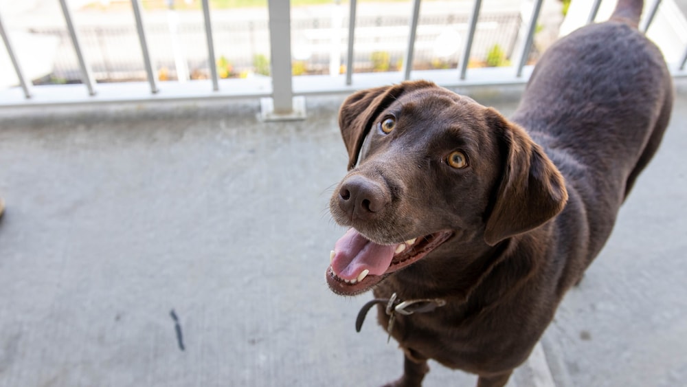 The Barefoot Mailman 图片4