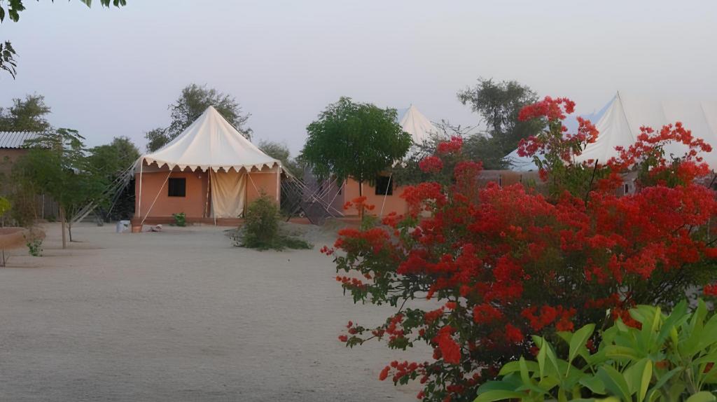BISHNOI VILLAGE CAMP AND RESORT - 22 KM from Jodhpur 11/13