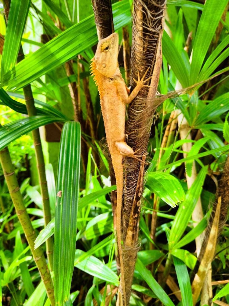 Phuket Jungle Experience Resort 11/35
