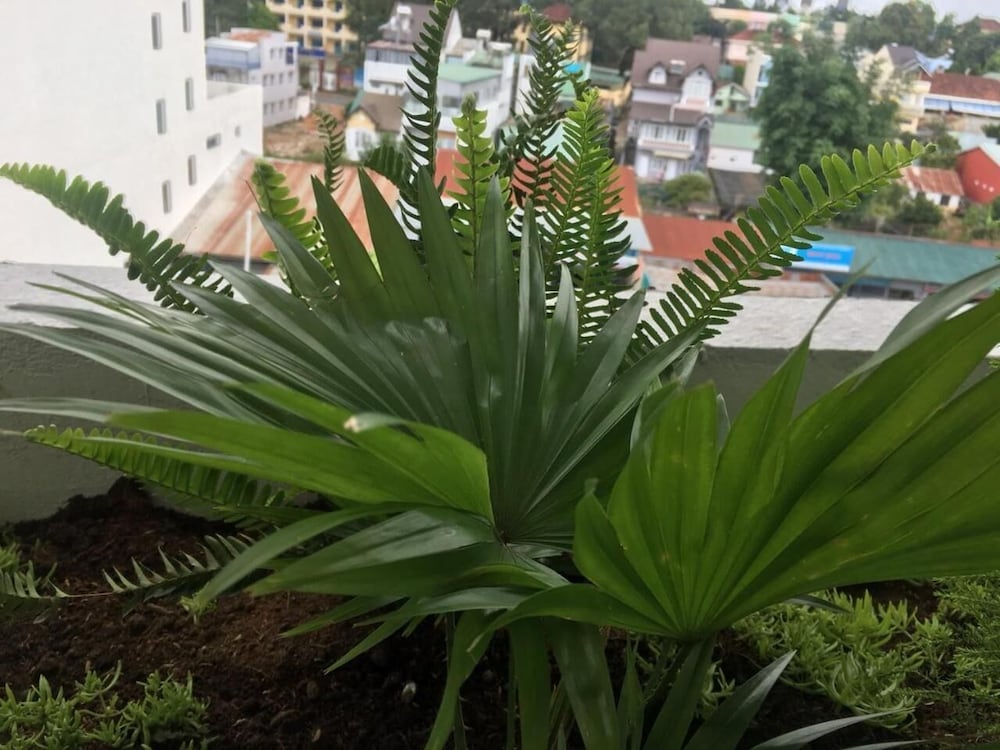 Ivy Hotel Da Lat 40/44