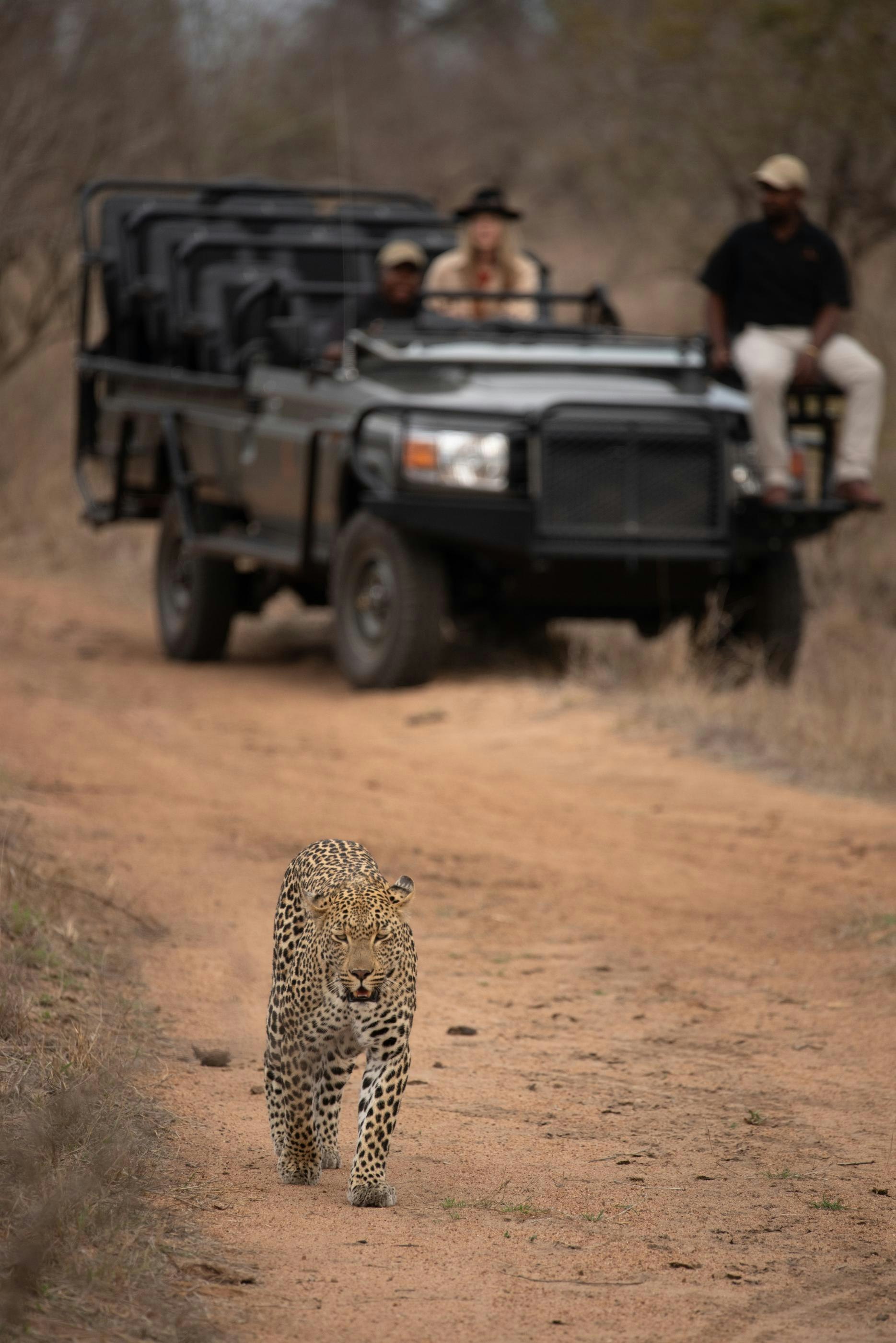 Cheetah Plains Private Game Reserve 69/96