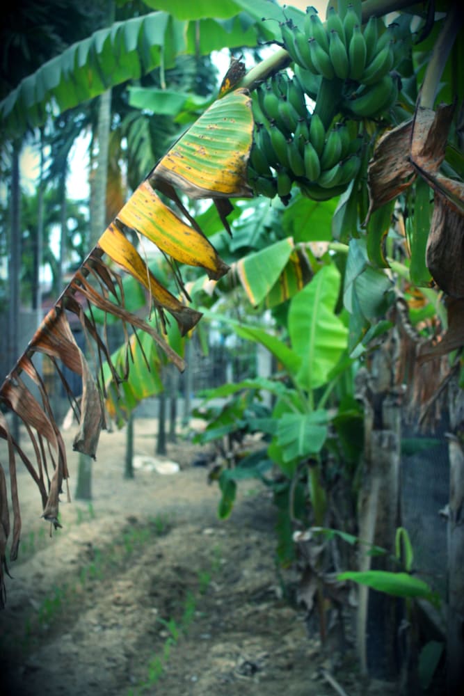 Home Farm Villa Hoi An 25/47