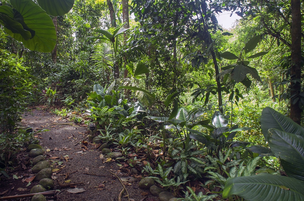 Selva Verde Lodge 66/68