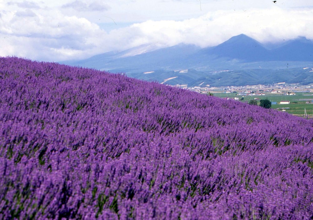 Pension Lavender 30/36