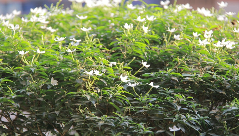 Starry Angkor 44/50