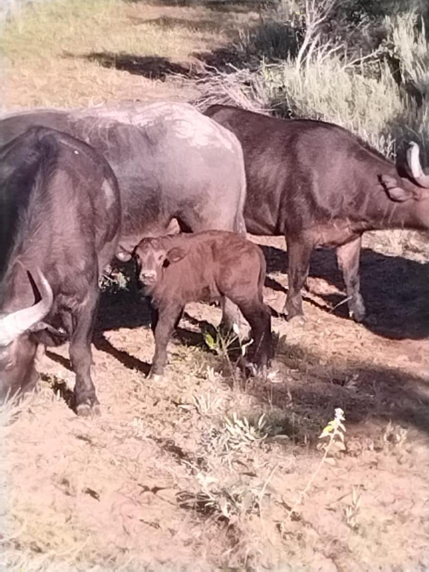 Moletani Game Ranch 40/50