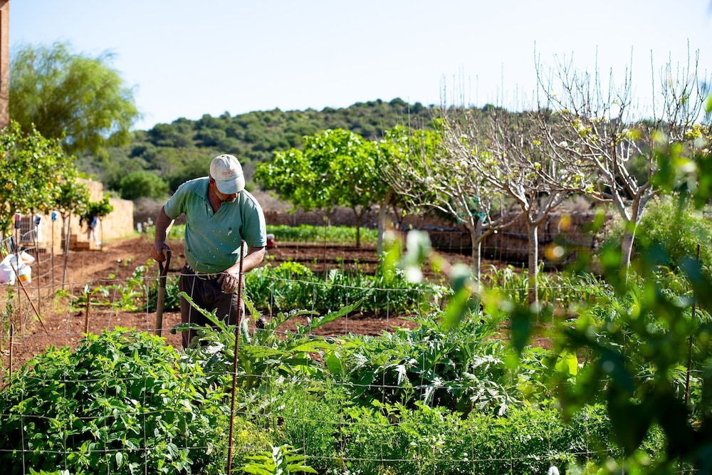 Finca Sos Ferres D'en Morey 39/50