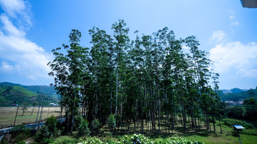 Hill View Munnar 43/50