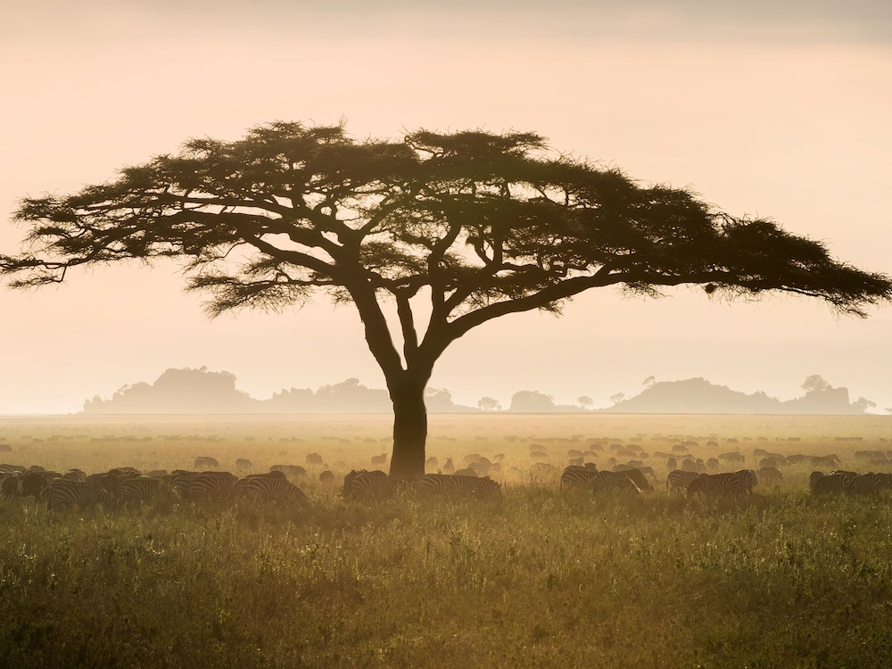 One Nature Nyaruswiga Serengeti 39/48