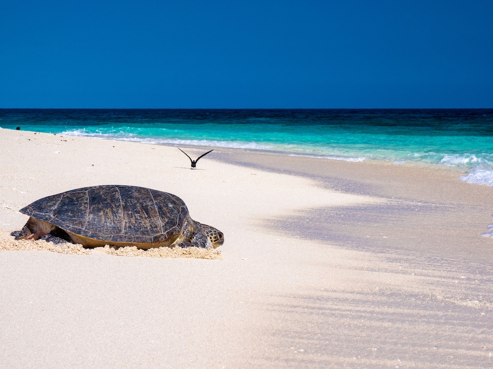 Wilson Island Resort 23/38
