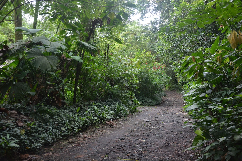 Arenal Oasis 36/50