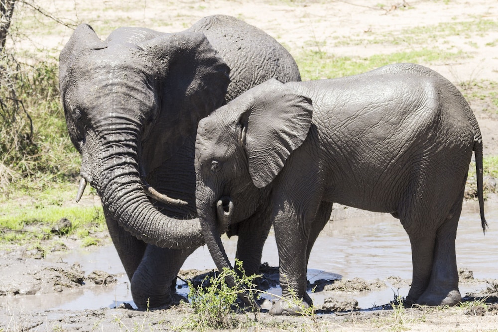 Aha Sefapane Lodges And Safaris 44/50