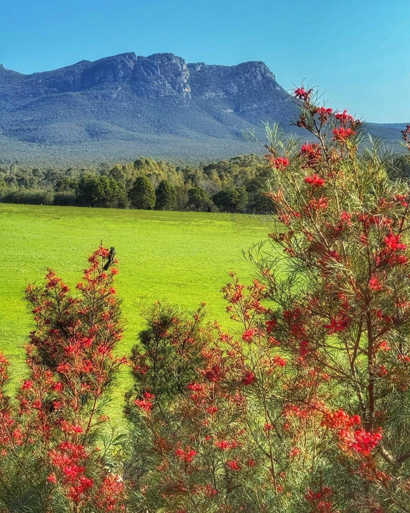 MERINGA SPRINGS 32/41