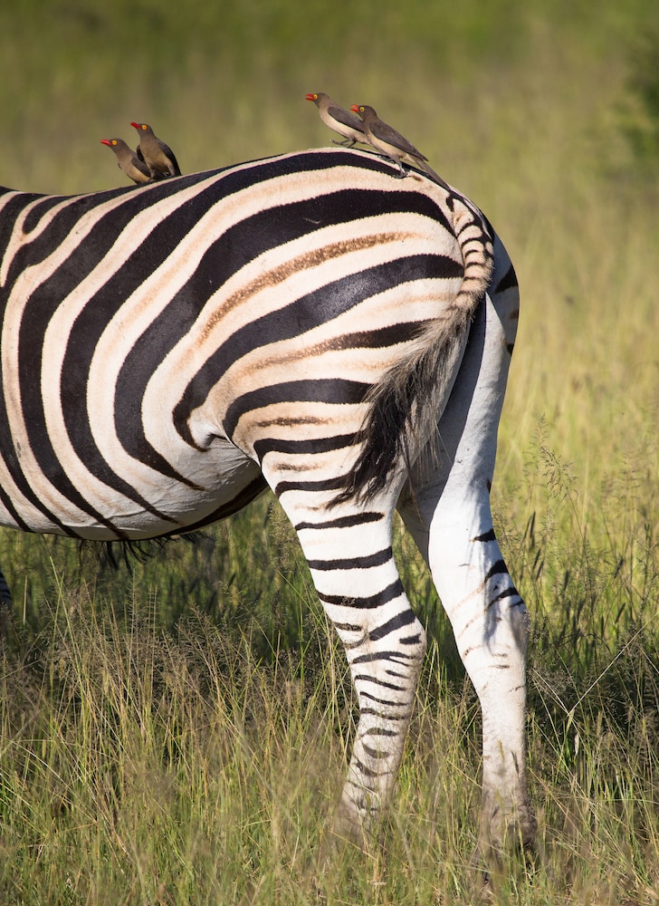 Buffelshoek Tented Camp 31/35