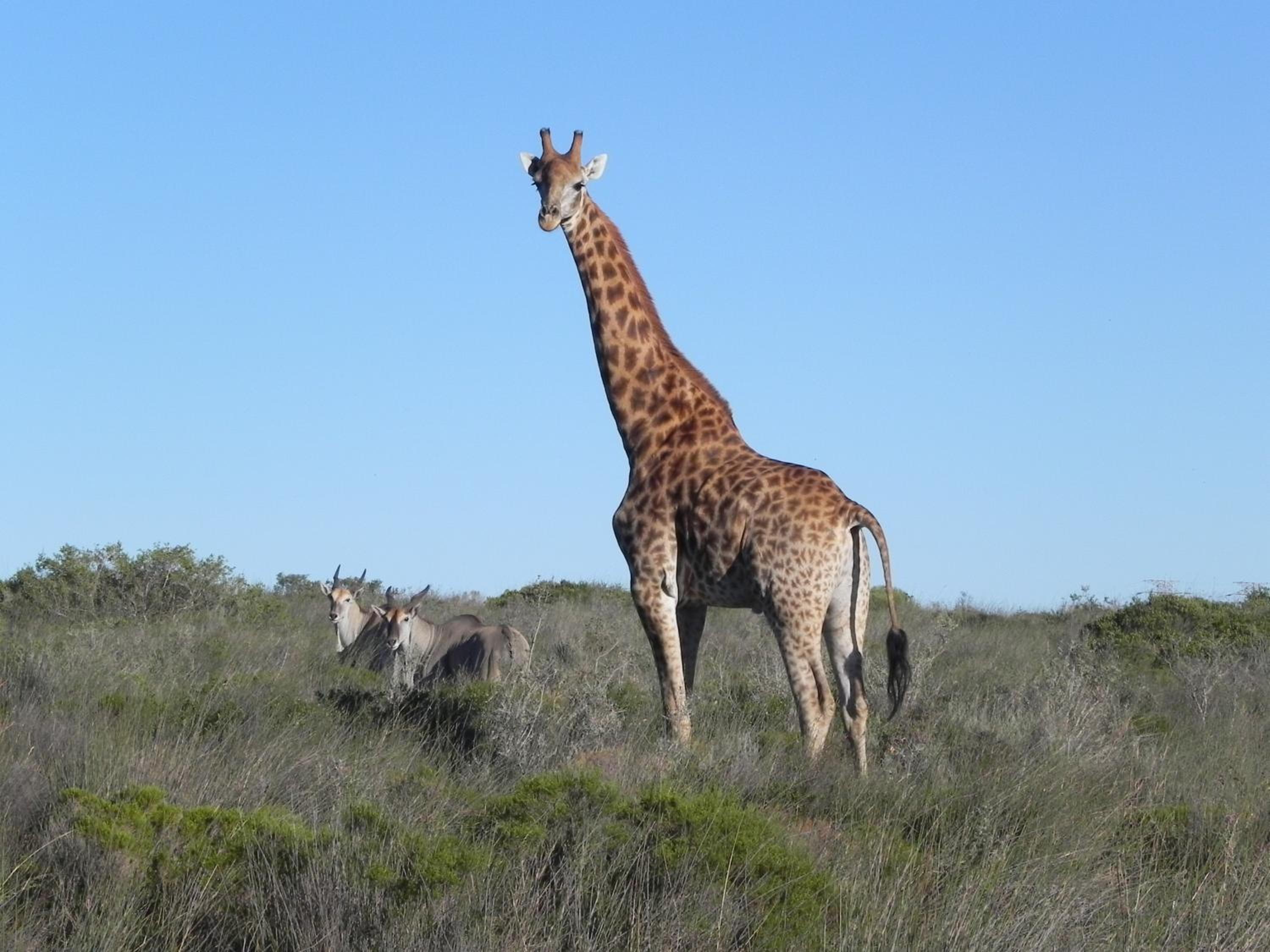 Thali Thali Game Lodge 39/50