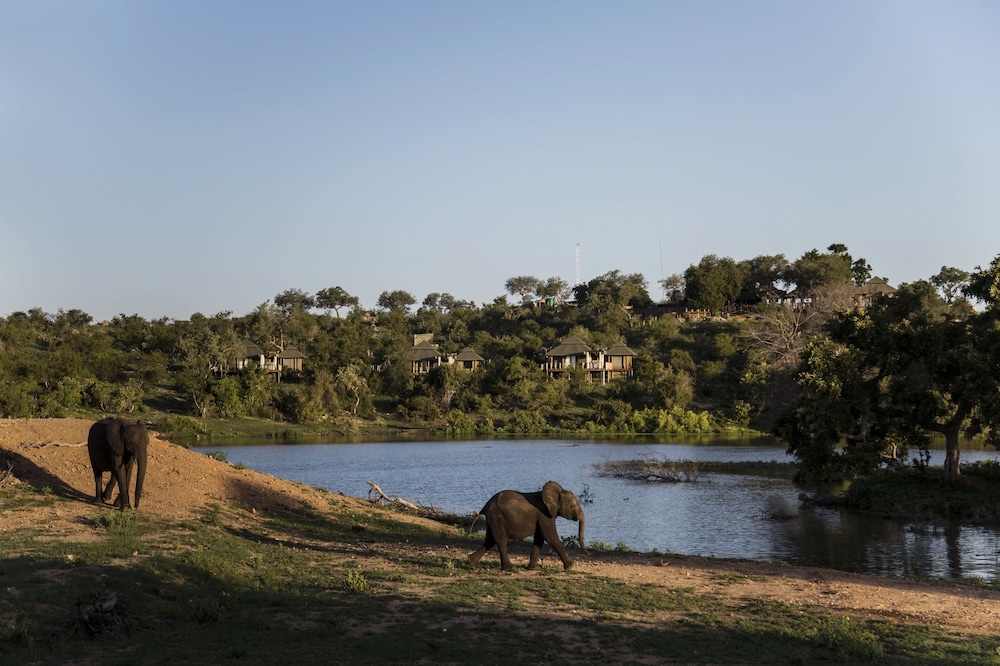 Simbavati Hilltop Lodge 39/50