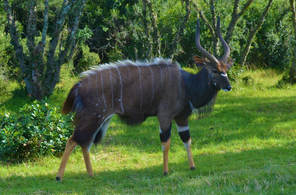 PREMIER RESORT MPONGO PRIVATE GAME RESERVE 25/50
