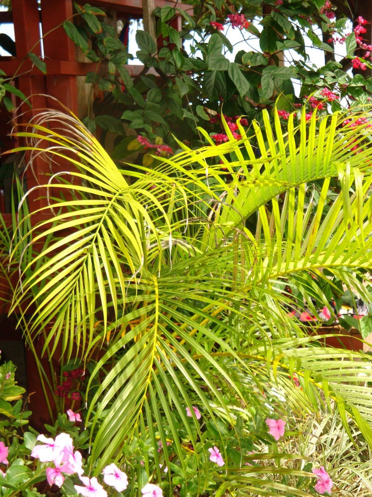 Tropical Sands 35/42