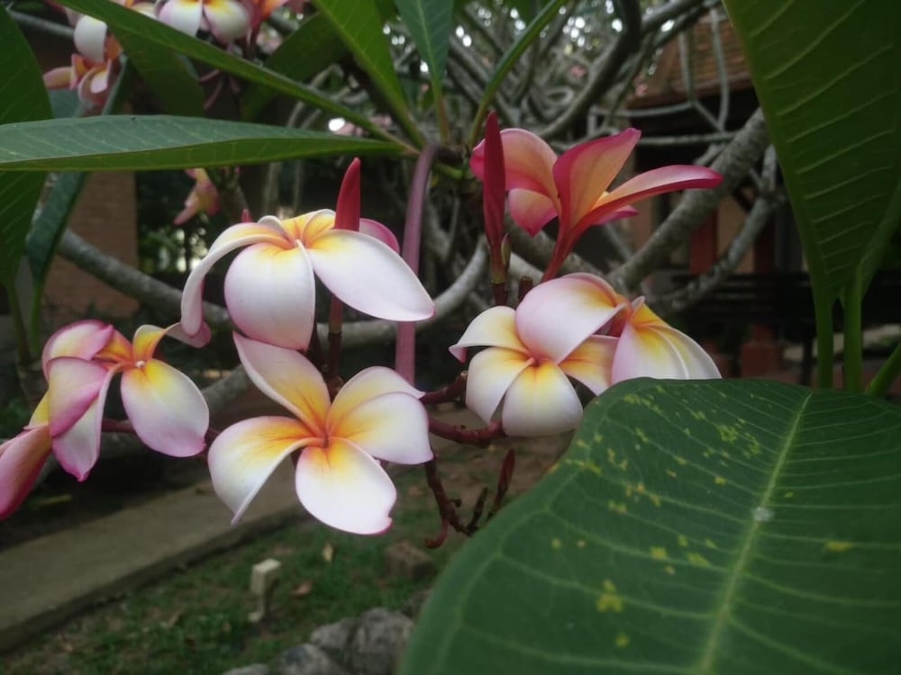 Floraville Phuket Resort 63/67