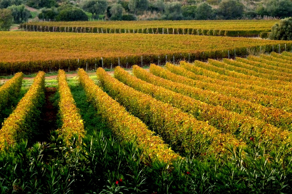 Agriturismo Fattoria Il Casalone 25/40