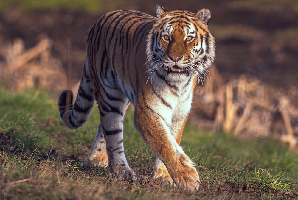 Hex Wildlife Hotel at Yorkshire Wildlife Park 30/36