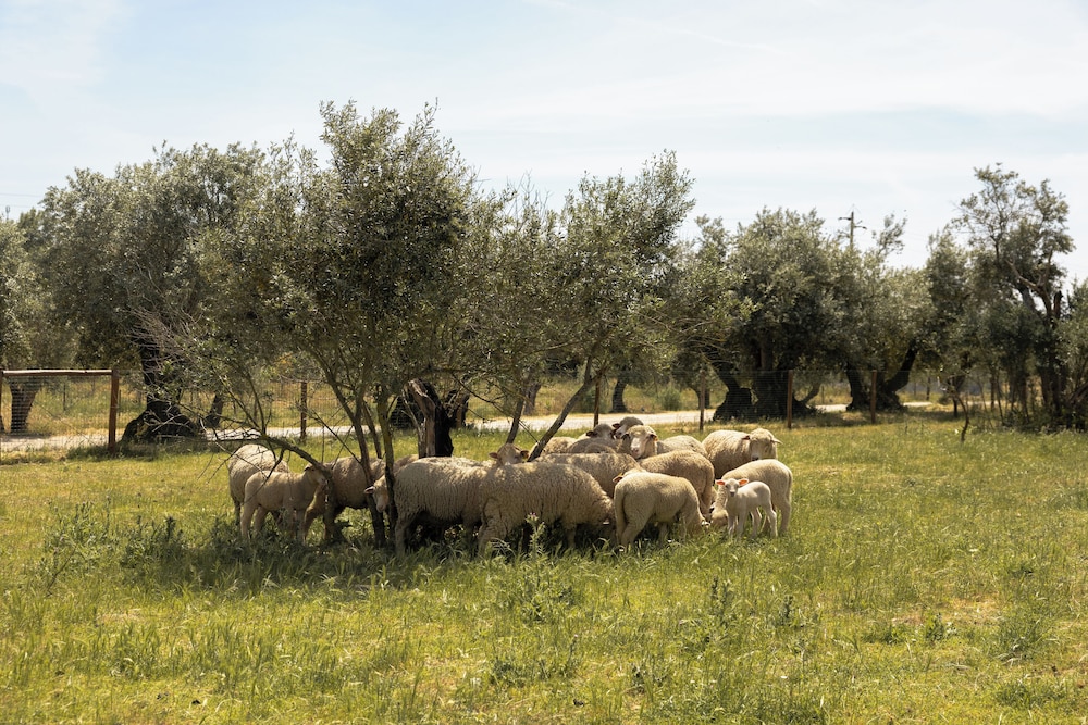 Quinta da Amendoeira - Evora - The Farmhouse 43/48
