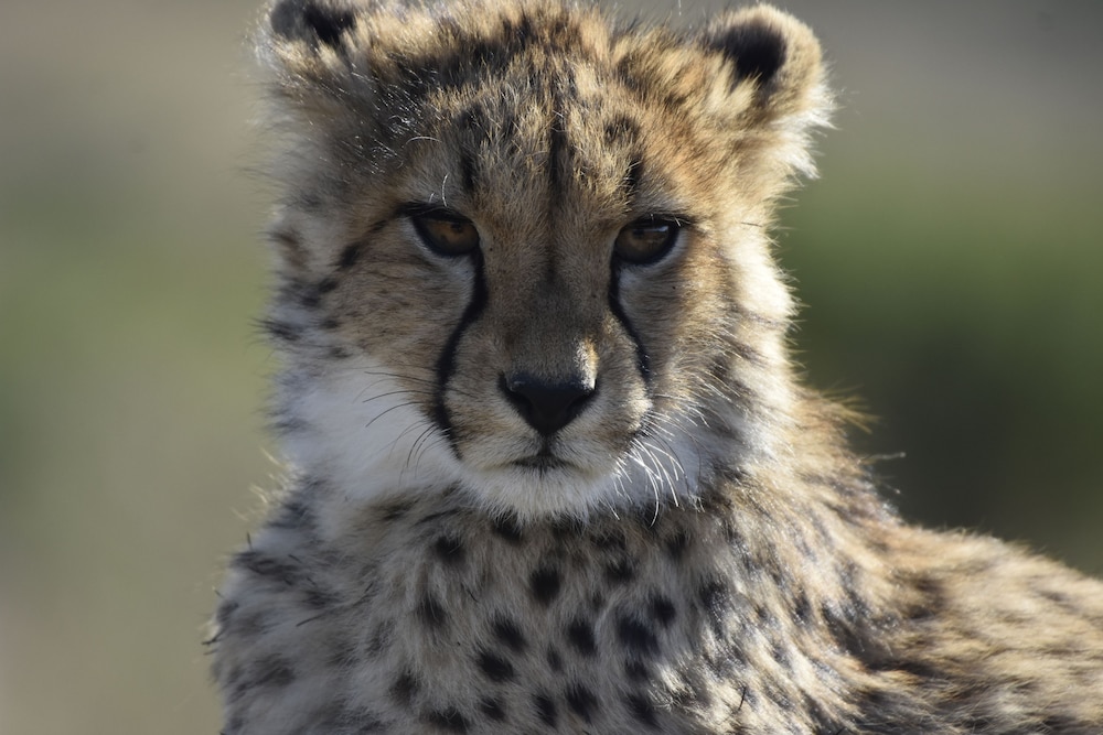 Nambiti Hills Private Game Lodge 44/50