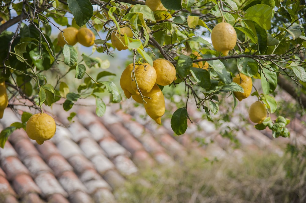 Azienda Agrituristica Bergi 36/70