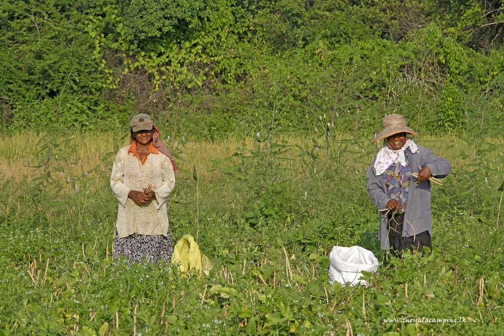 The Yala Camping 18/32