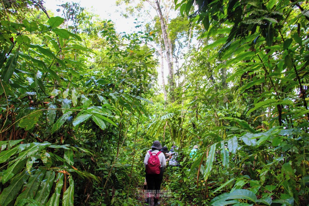 Nature Lodge Kinabatangan Sandakan 14/21