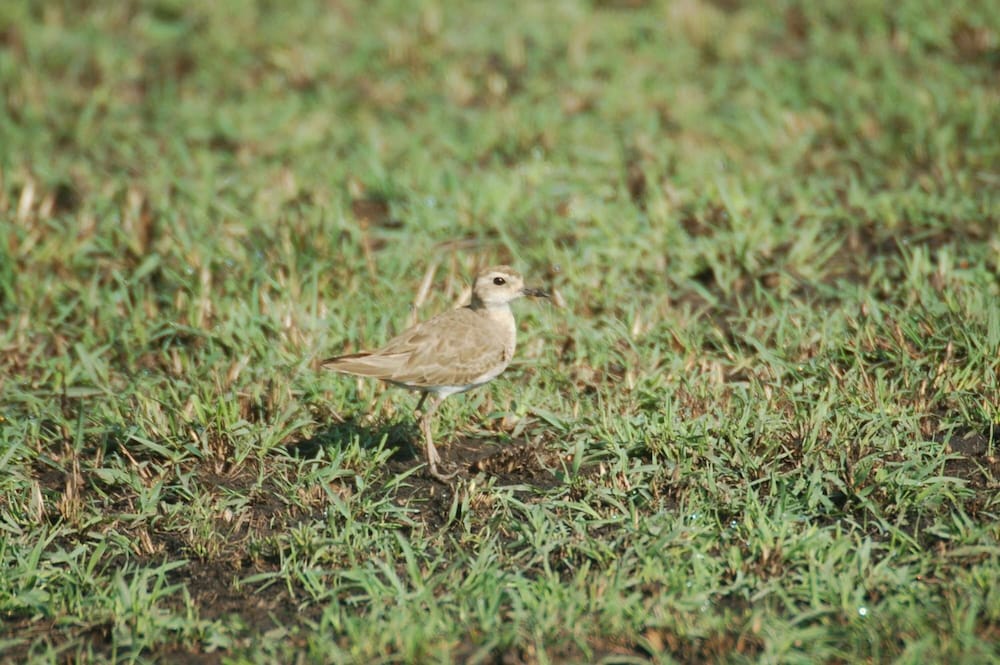 Mara Intrepids Tented Camp 40/49